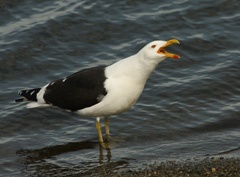Kelp gull